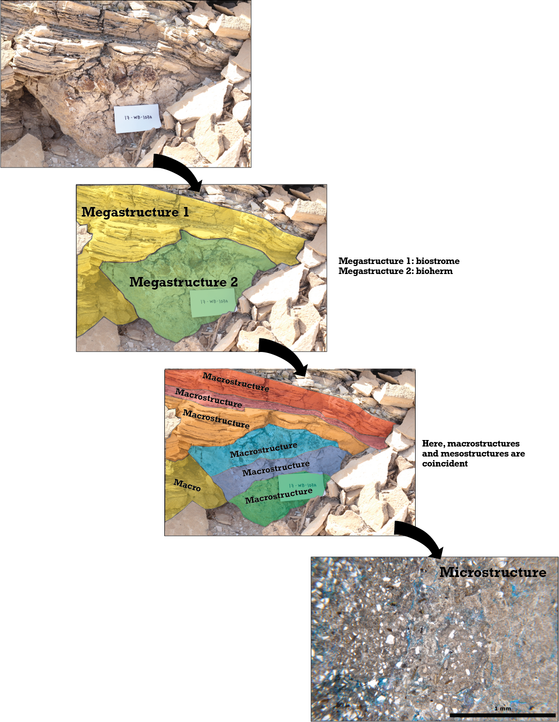 The multiple scales of microbialite observations, from megastructure to macrostructure to mesostructure to microstructure